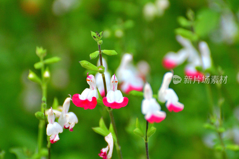 小叶鼠尾草/鼠尾草双色花，白色和红色